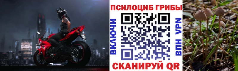 Псилоцибиновые грибы MAGIC MUSHROOMS  дарнет шоп  Элиста 